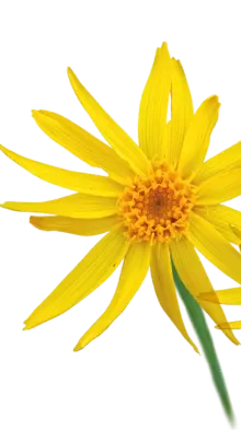 Arnica flower