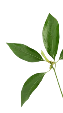 Camphor leaves