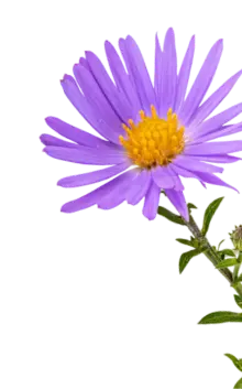 Blue chamomile flower