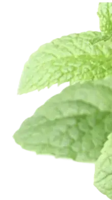 Peppermint leaves